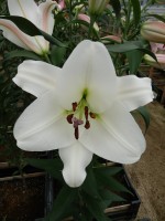 [4186 Topeka VH No02.JPG]